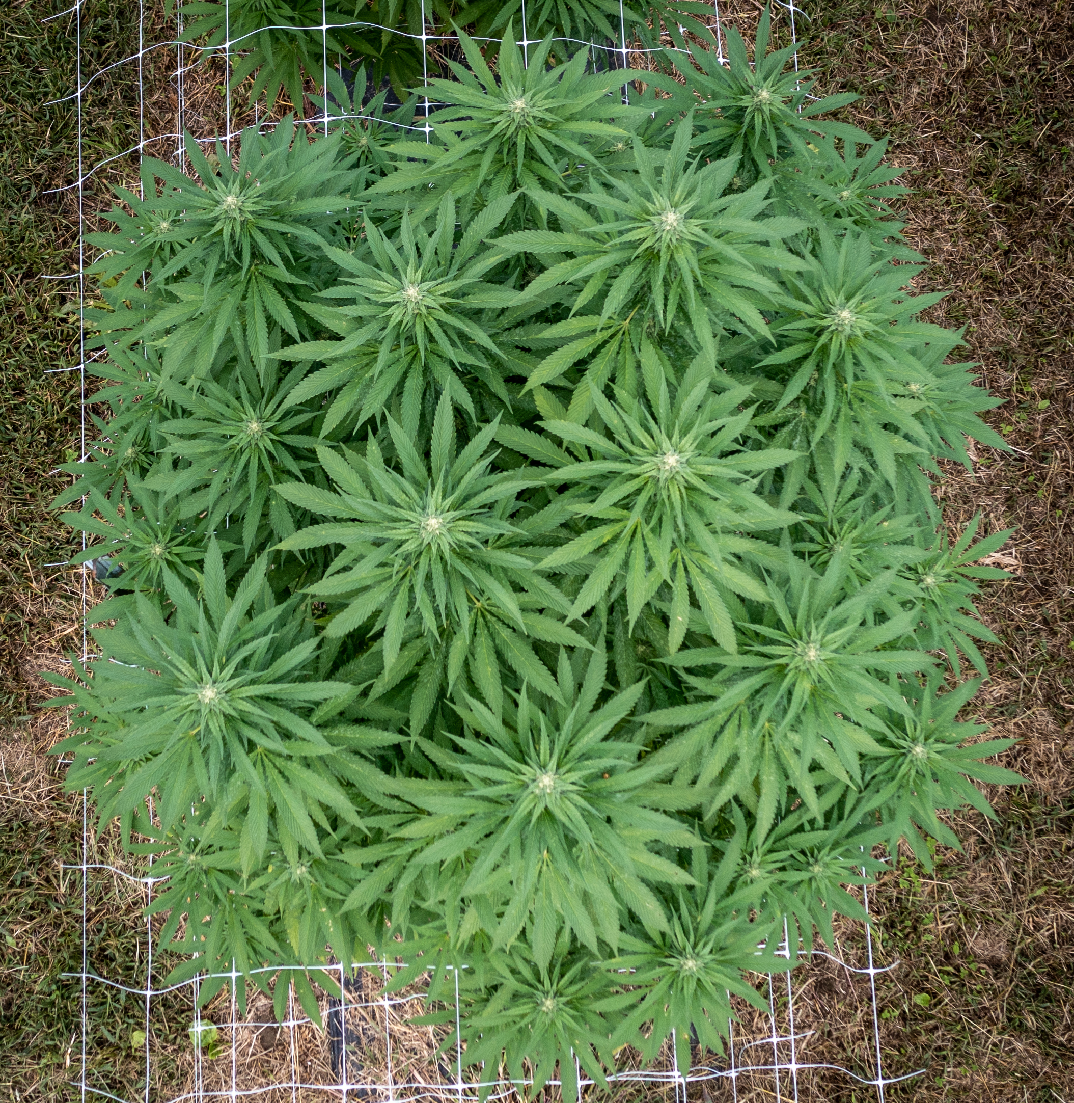 outdoor grown cannabis