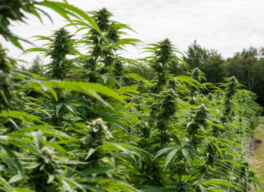 high plains farm cannabis