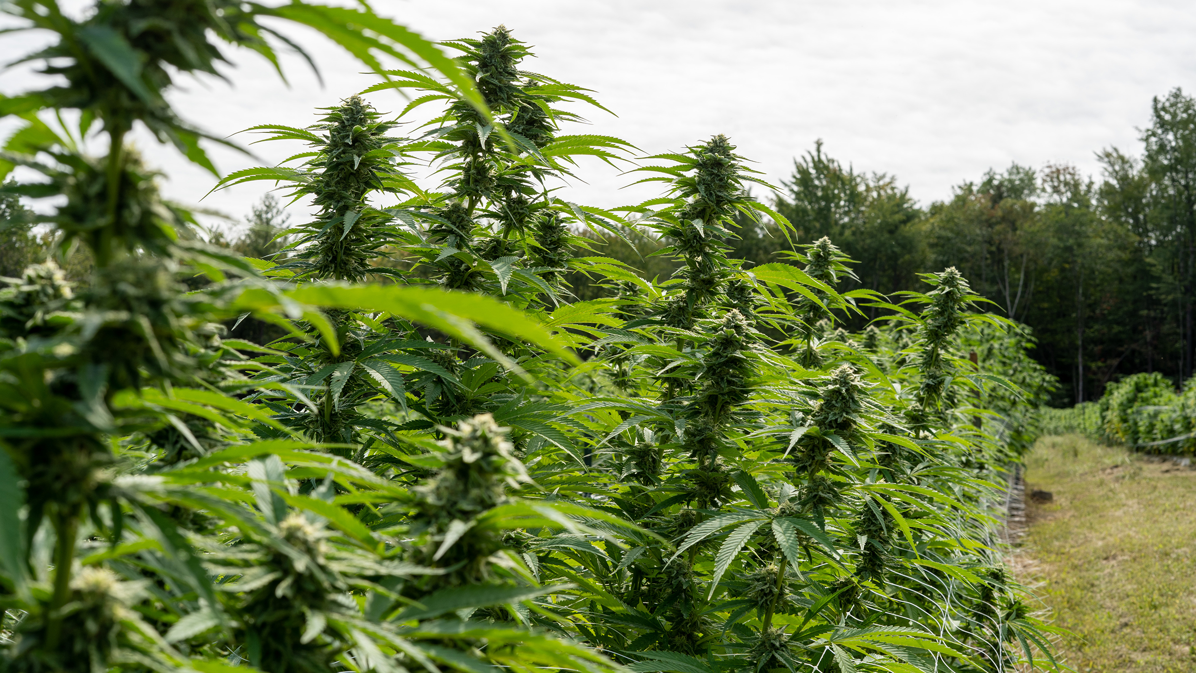 high plains farm cannabis